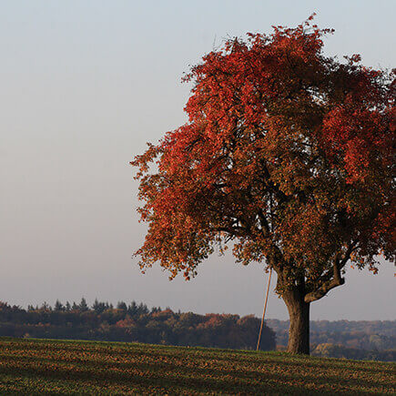 Herbstlich rot gefärbter Baum.