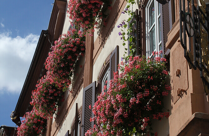 Blumen auf den Fensterbänken eines alten Gebäudes in Bad Mergentheim.